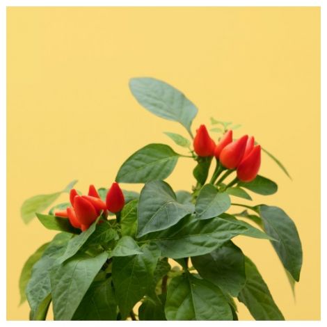 Pflanzenkapsel Mini-Chili